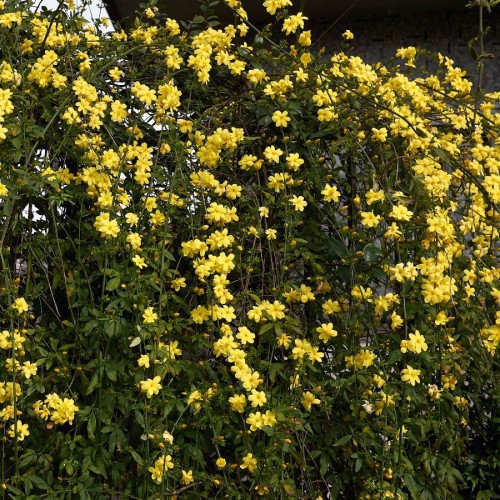 Jasminum Mesnyi (Jasmin Primevere) — plante et accessoire de jardin à Marrakech
