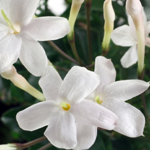 Jasminum Officinale (Jasmin Blanc) — plante et accessoire de jardin à Marrakech