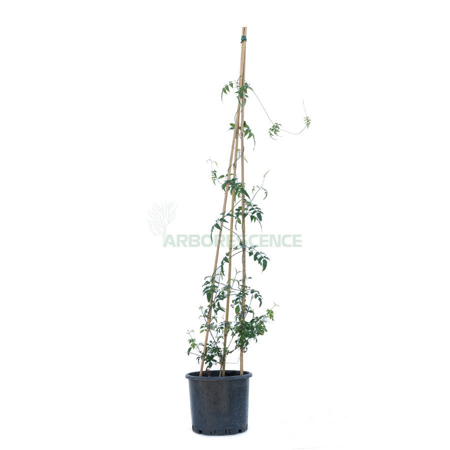 Jasminum Officinale / Polyanthum — plante et accessoire de jardin à Marrakech