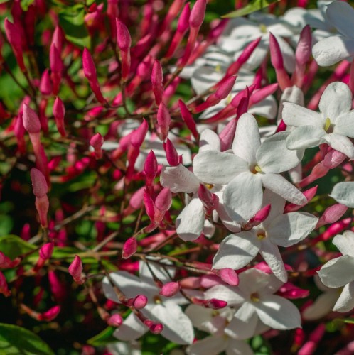 Jasminum Polyanthum (Jasmin Rose) — plante et accessoire de jardin à Marrakech
