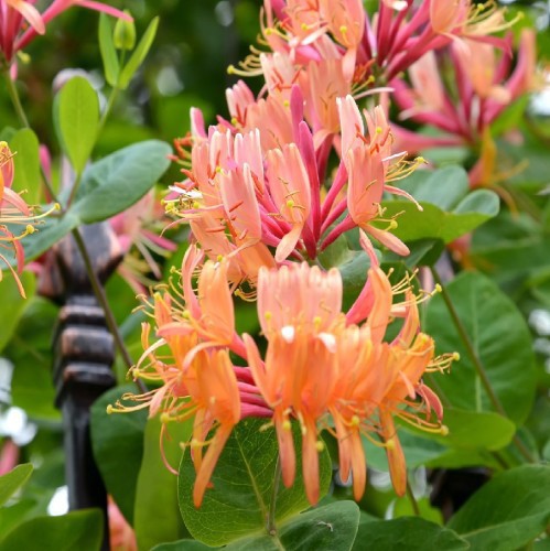 Lonicera Heckrottii (Chevrefeuille Grimpant) — plante et accessoire de jardin à Marrakech