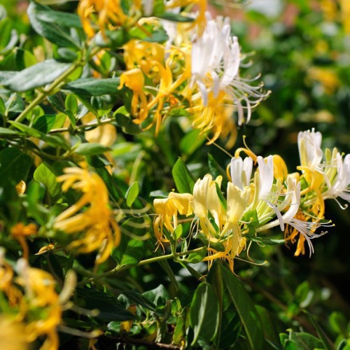 Lonicera Japonica (Chevrefeuille Du Japon) — plante et accessoire de jardin à Marrakech