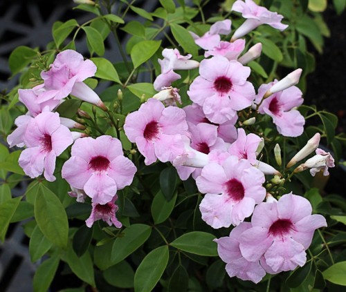 Pandorea Jasminoides — plante et accessoire de jardin à Marrakech