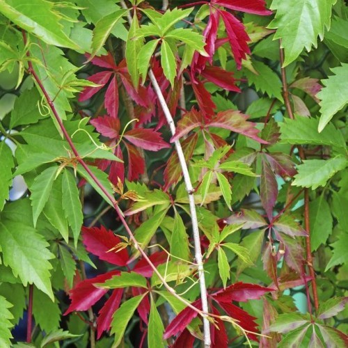 Parthenocissus Quinquefolia (Vigne Vierge) — plante et accessoire de jardin à Marrakech