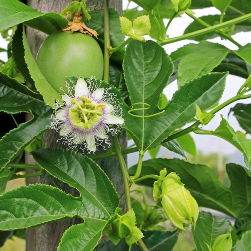 Passiflora Edulis / Quadrangularis (Fruit De La Passion) — plante et accessoire de jardin à Marrakech