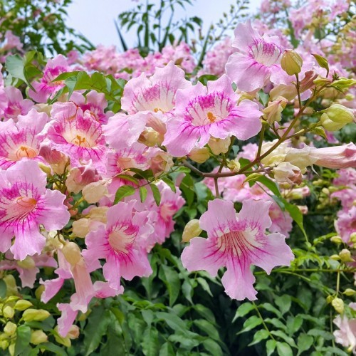 Podranea Ricasoliana (Liane De Floride ) — plante et accessoire de jardin à Marrakech
