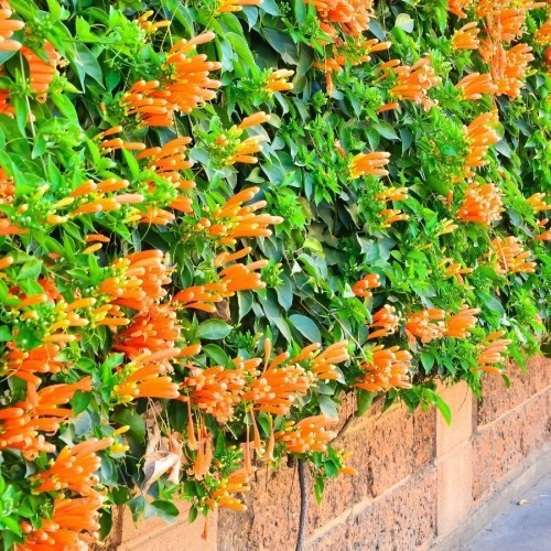 Pyrostegia Venusta (Liane Aurore ) — plante et accessoire de jardin à Marrakech