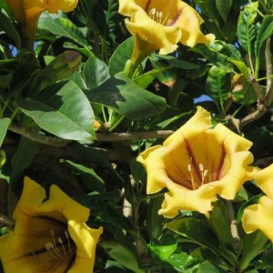 Solandra Nitida — plante et accessoire de jardin à Marrakech