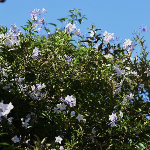 Solanum Jasminoides — plante et accessoire de jardin à Marrakech
