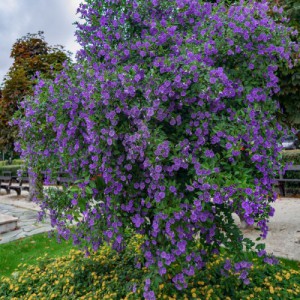Solanum Rantonnetii (Tuteur) — plante et accessoire de jardin à Marrakech