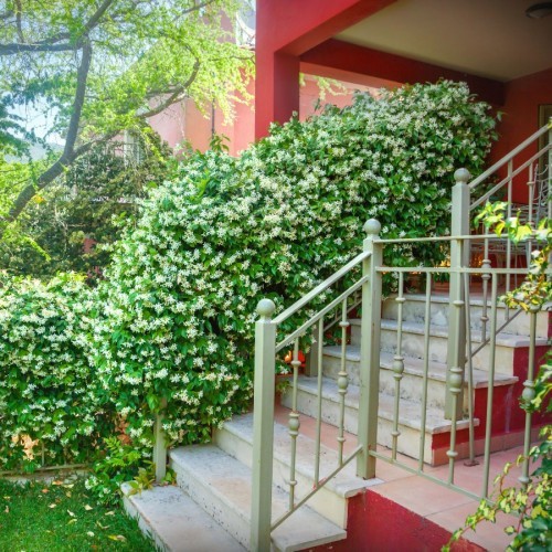 Trachelospermum Jasminoides (Jasmin Etoile ) — plante et accessoire de jardin à Marrakech