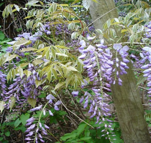 Wisteria Sinensis (Glycine) — plante et accessoire de jardin à Marrakech