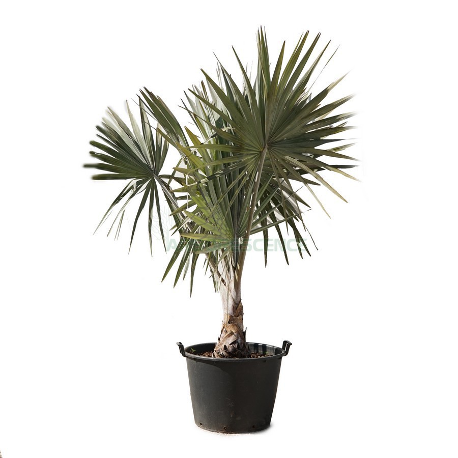 Bismarckia Nobilis (Latanier Blanc) — plante et accessoire de jardin à Marrakech