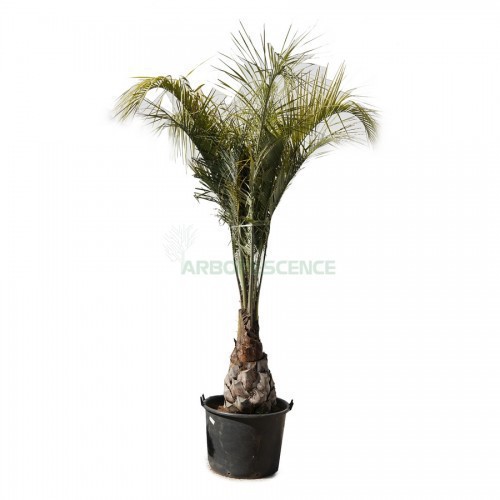 Butia Capitata (Arbres A Laque) — plante et accessoire de jardin à Marrakech