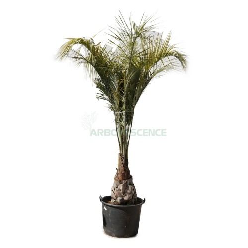 Butia Capitata (Arbres A Laque) (Se) — plante et accessoire de jardin à Marrakech