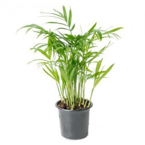 Chamaedorea Elegans — plante et accessoire de jardin à Marrakech