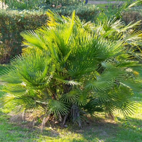 Chamaerops Humilis (Palmier Nain) — plante et accessoire de jardin à Marrakech