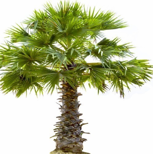 Copernicia Alba (Caranday) — plante et accessoire de jardin à Marrakech