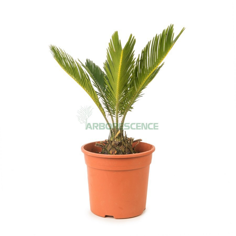 Cycas Revoluta (Cycas Du Japon) — plante et accessoire de jardin à Marrakech