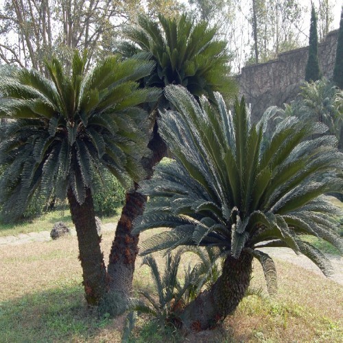 Cycas Revoluta (Cycas Du Japon) (Touffe) — plante et accessoire de jardin à Marrakech