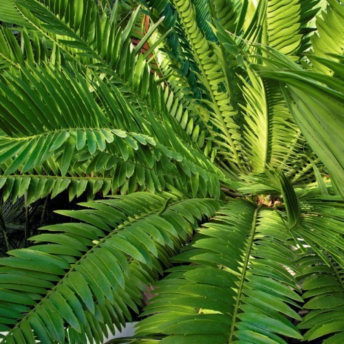 Cycas Rumphii / Thouarsii — plante et accessoire de jardin à Marrakech
