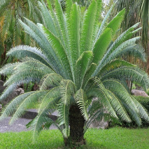 Dioon Spinulosum (Dioom Geant) — plante et accessoire de jardin à Marrakech