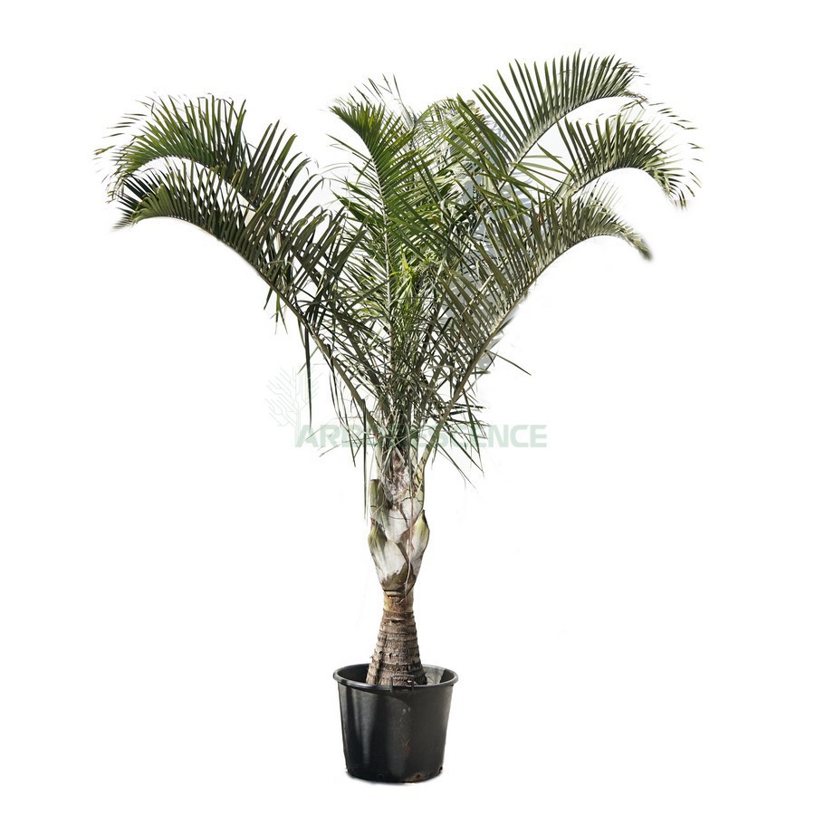Dypsis Decaryi (Palmier Triangle) — plante et accessoire de jardin à Marrakech