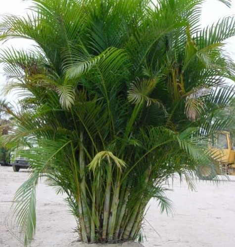 Dypsis Lutescens (Areca) — plante et accessoire de jardin à Marrakech
