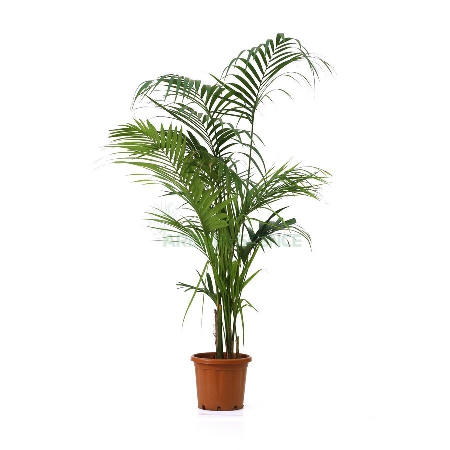 Howea Forsteriana (Kentia) — plante et accessoire de jardin à Marrakech