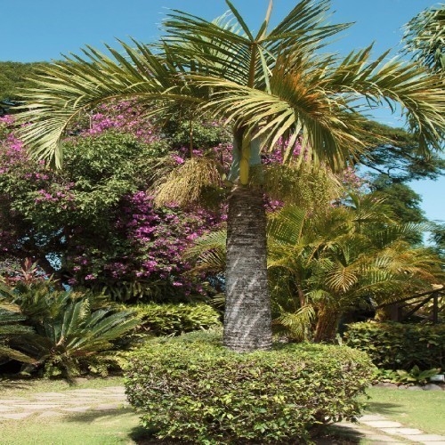 Hyophorbe Lagenicaulis (Palmier Bouteille) — plante et accessoire de jardin à Marrakech