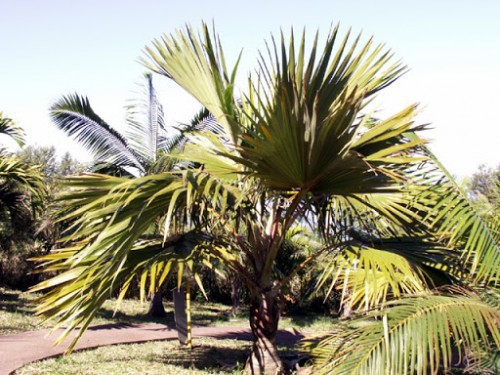 Latania Lontaroides (Latanier Rouge) — plante et accessoire de jardin à Marrakech