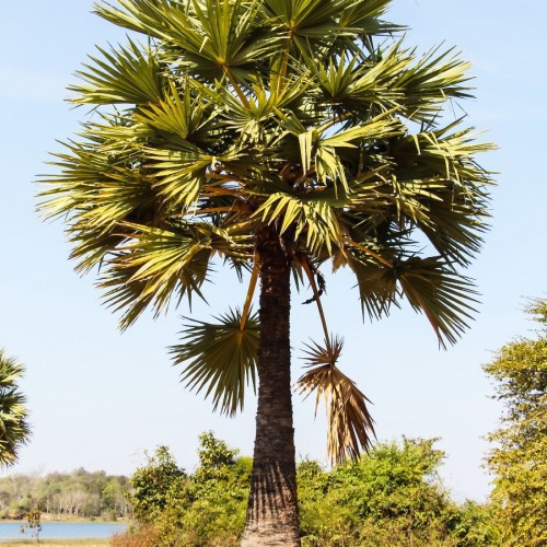 Livistona Australis (Palmier Eventail Palmier A Chou) — plante et accessoire de jardin à Marrakech