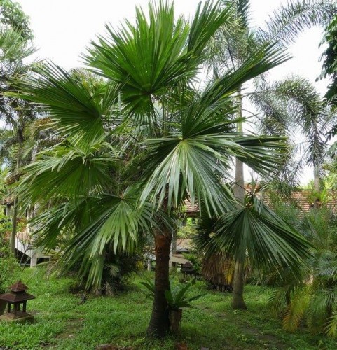 Livistona Saribus (Palmier Taraw) — plante et accessoire de jardin à Marrakech