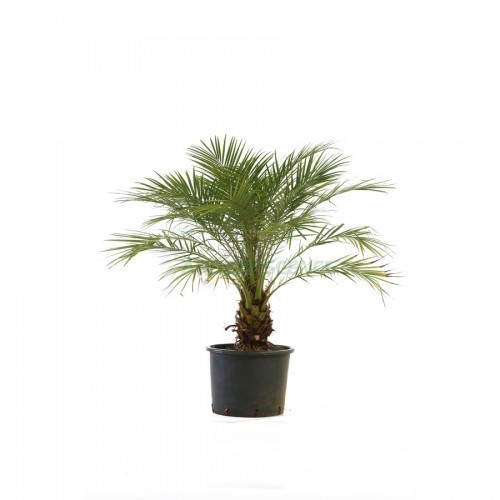 Phoenix Roebelenii (Dattier Du Mekong Dattier Nain) — plante et accessoire de jardin à Marrakech
