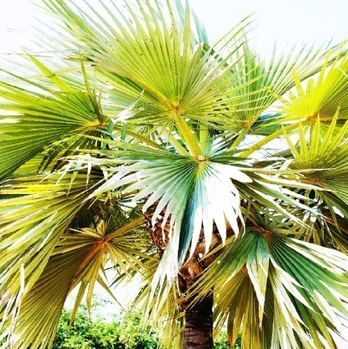 Pritchardia Hillebrandii (Palmier De Hawaii) — plante et accessoire de jardin à Marrakech