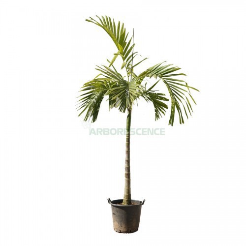 Ptychosperma Macarthurii (Palmier Bambou Palmier De Mas Arthur) — plante et accessoire de jardin à Marrakech