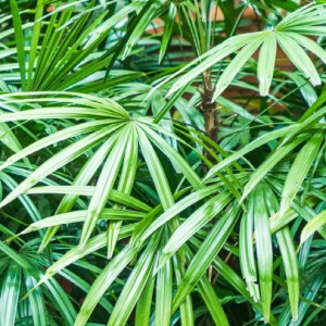 Rhapis Excelsa (Palmier Chinois) (Touffe) — plante et accessoire de jardin à Marrakech