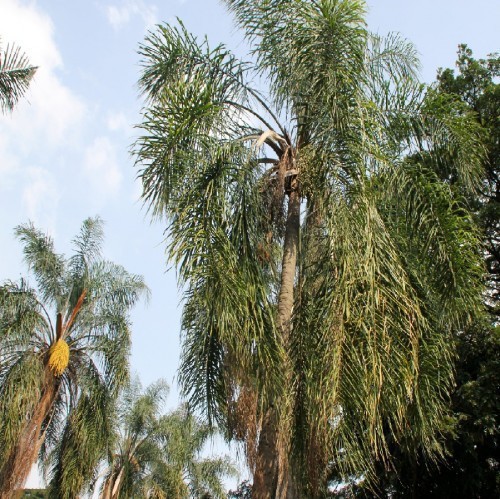 Syagrus Romanzoffiana (Cocotier Plumeux Palmier De La Reine) — plante et accessoire de jardin à Marrakech