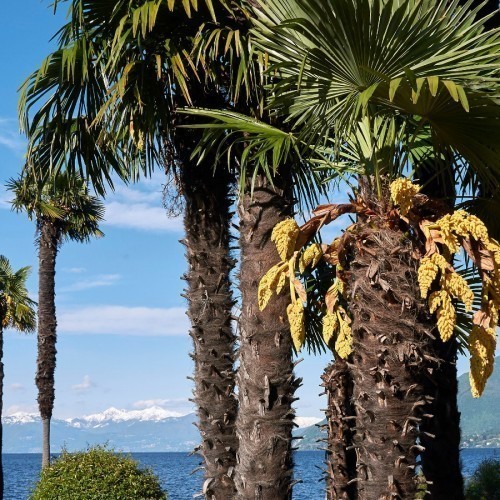 Trachycarpus Fortunei (Palmier A Chanvre Palmier De Chine) — plante et accessoire de jardin à Marrakech