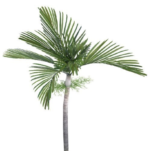 Veitchia Joannis (Palmier De Joannis) — plante et accessoire de jardin à Marrakech