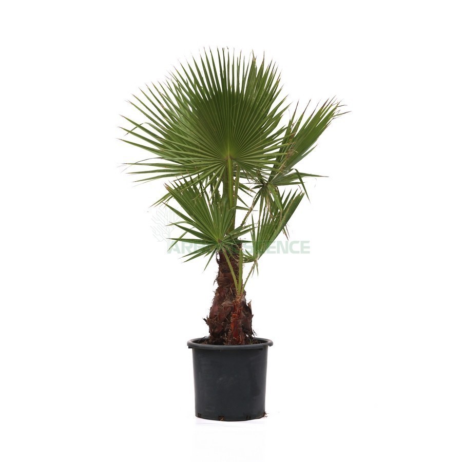 Washingtonia Filifera (Palmier De Californie Palmier A Jupon) — plante et accessoire de jardin à Marrakech