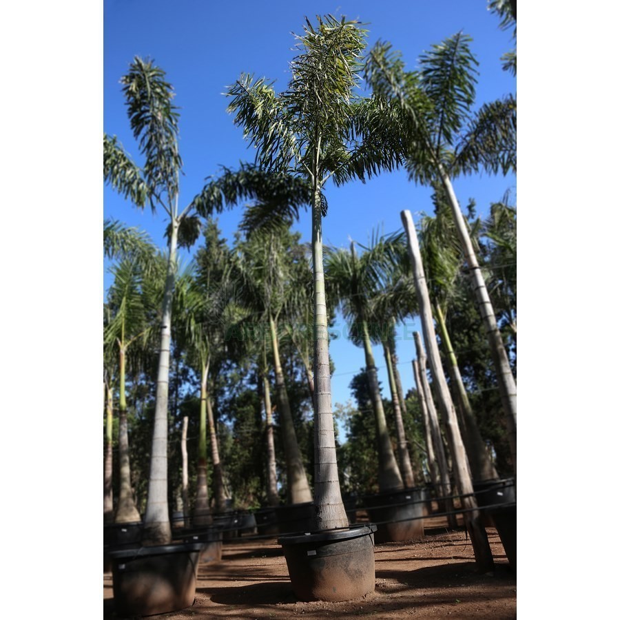 Wodyetia Bifurcata (Palmier Queue De Renard) — plante et accessoire de jardin à Marrakech