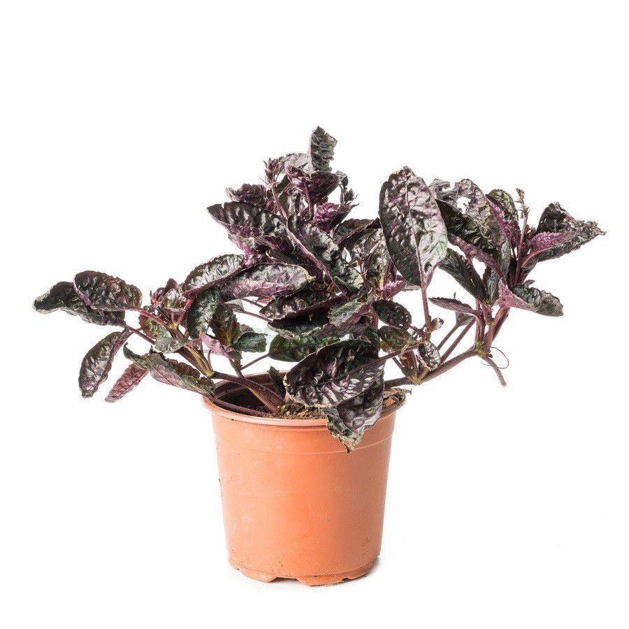 Achyranthe — plante et accessoire de jardin à Marrakech