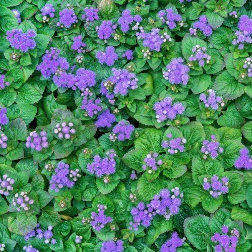 Ageratum — plante et accessoire de jardin à Marrakech