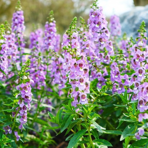 Angelonia — plante et accessoire de jardin à Marrakech