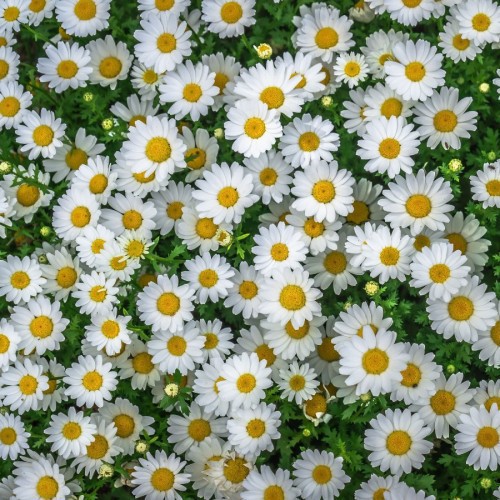 Anthemis — plante et accessoire de jardin à Marrakech