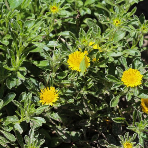 Astériscus — plante et accessoire de jardin à Marrakech