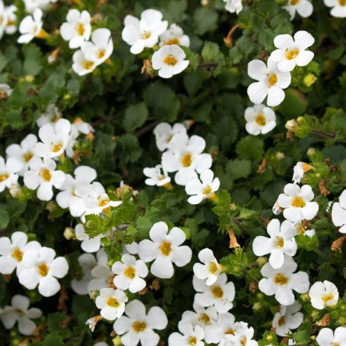 Bacopa — plante et accessoire de jardin à Marrakech