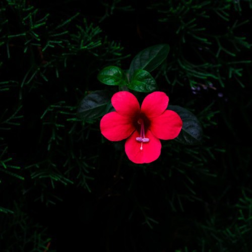Barleria Repens — plante et accessoire de jardin à Marrakech