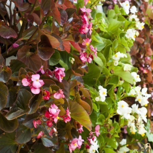 Begonia — plante et accessoire de jardin à Marrakech